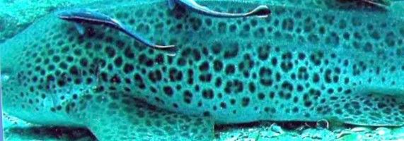 d2f1fc00-1c2f-44c4-ad41-adbc9431a313