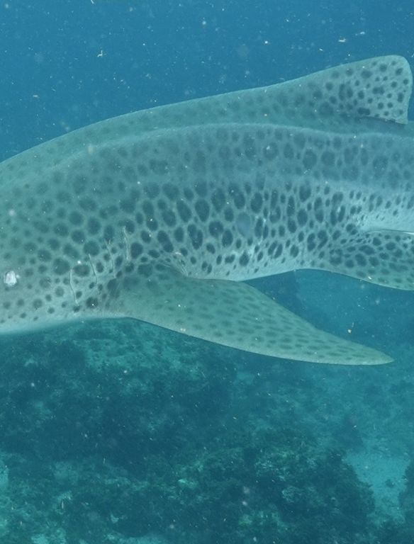 cdabd84c-d01d-44fc-af0f-d6bce63cb4ee