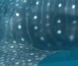 3032cff4-f3ab-44ba-a6da-b27d08ec541b