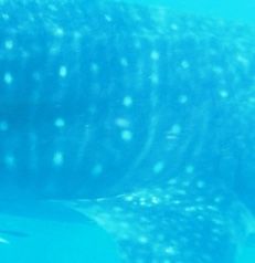 3032cff4-f3ab-44ba-a6da-b27d08ec541b