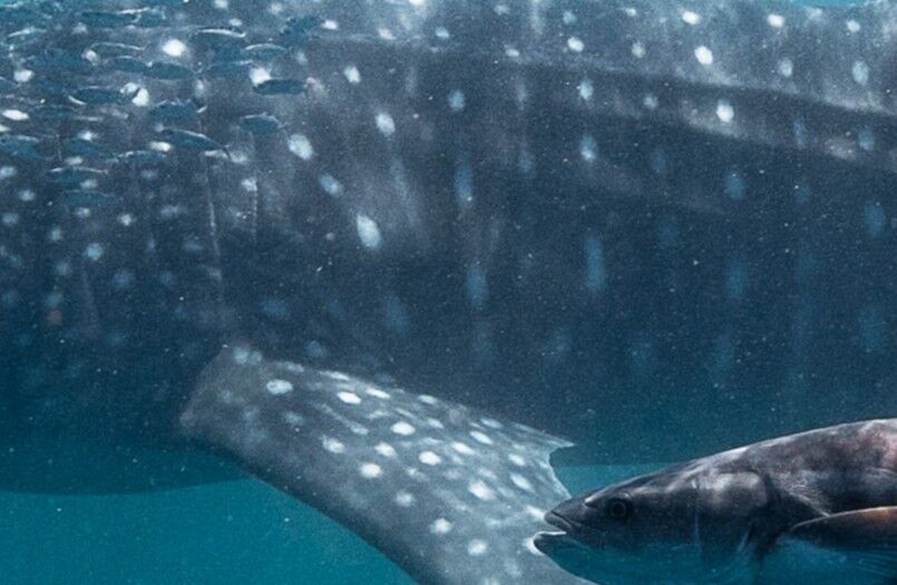 c4e92c13-5d74-458b-8461-7d197081aee2