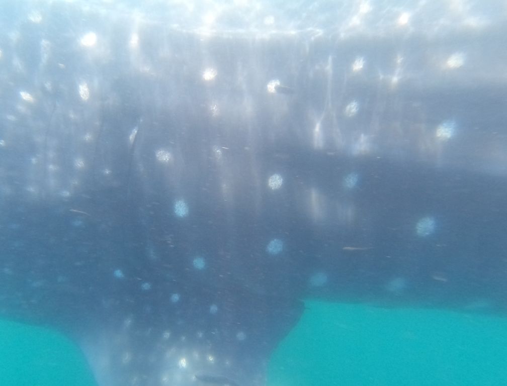 6234f66a-1042-41d5-810f-6927401deece