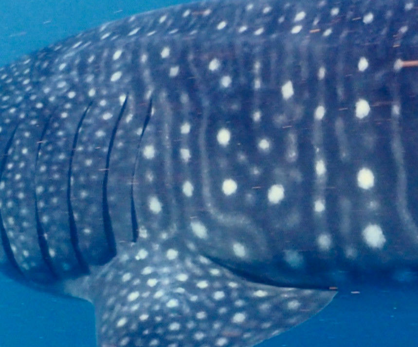 2c966e2b-fa85-4c14-b0b4-d8b3b5438520