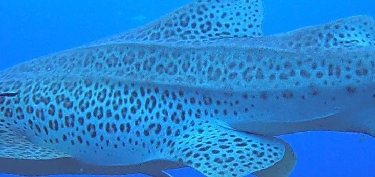 cd1f4dcc-ee51-4094-baa0-a20e7da28074