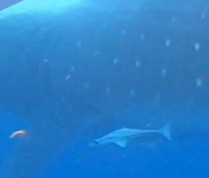 4f7700fa-0390-41d7-b3f7-b17413ebeedb