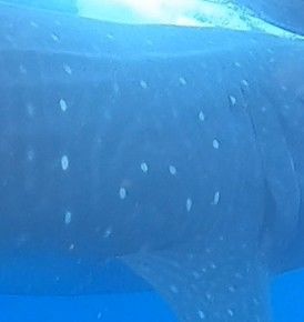 4f7700fa-0390-41d7-b3f7-b17413ebeedb