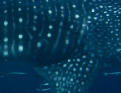 0ba29b9e-b966-4126-802f-a0ee9d10f369