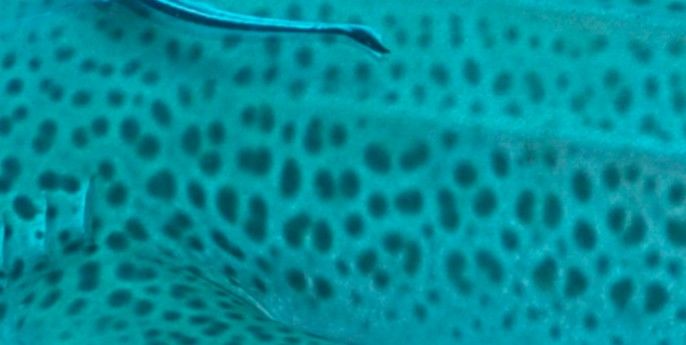 0ba7a75c-d64d-460e-89e1-ac8a6802ba7d