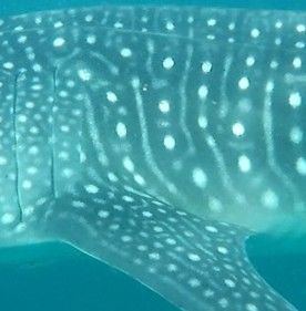 ae6d3703-72af-4fa8-b285-c5ddee04f0f0