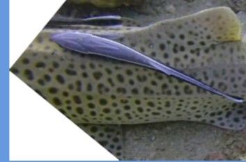 0771a747-ded9-4590-9669-50264fbe59c1