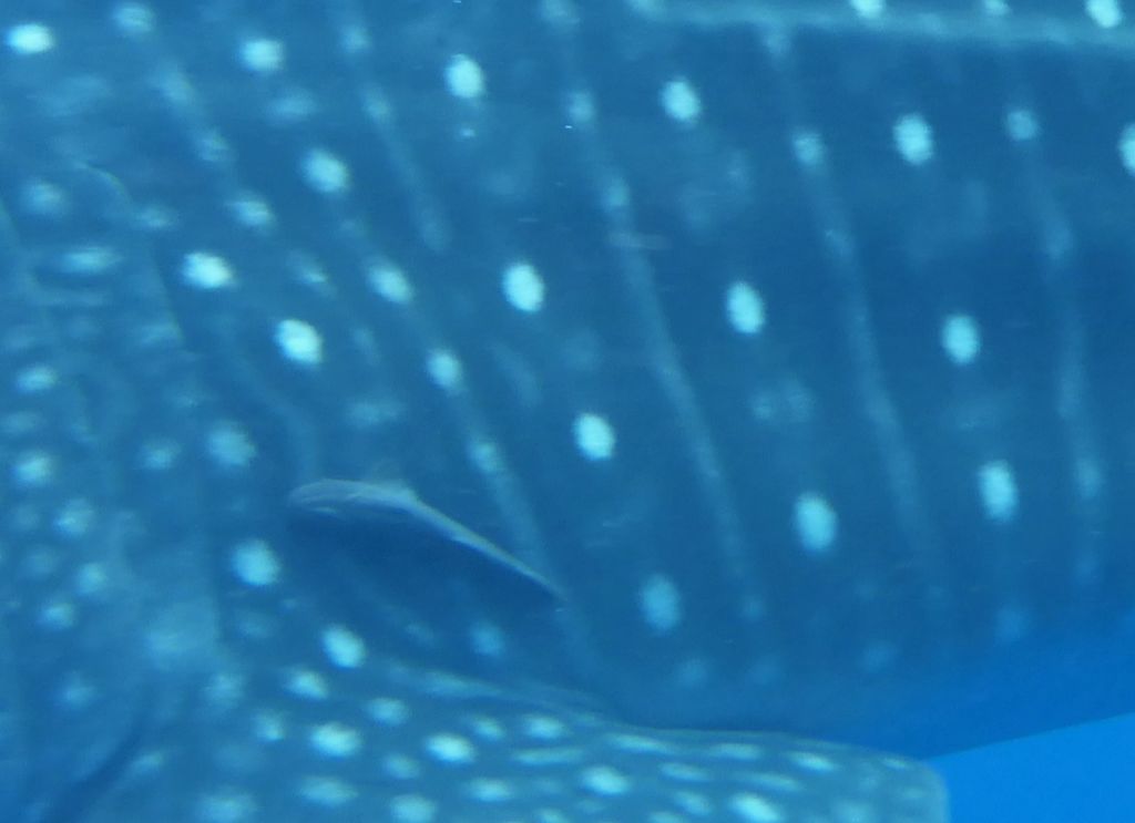 48f67117-48c5-4b79-bc03-cc5a92229a2c