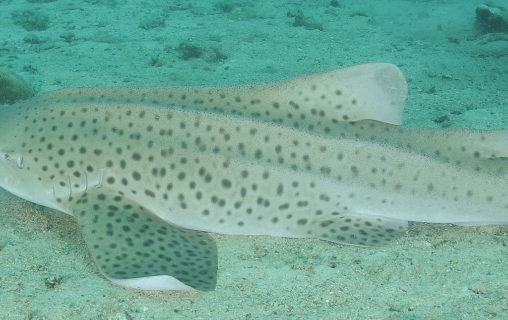 f4f2ef02-024a-4e0a-9009-8e6c3a63aa58