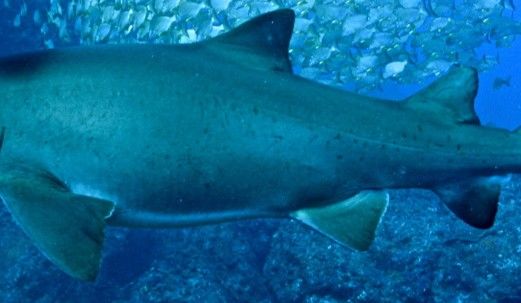 0f324564-abfe-4b75-93f9-f196e7ad27c5