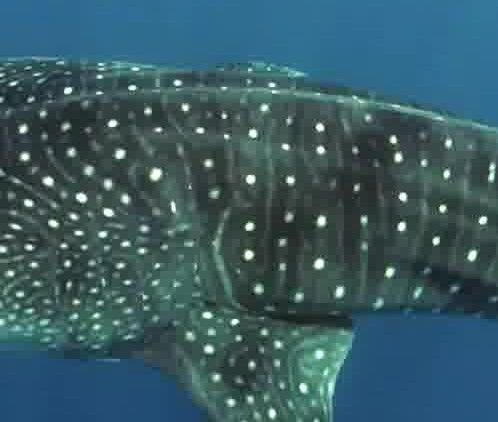 9f7e33ca-261c-42bf-b7a9-e665f09fa175