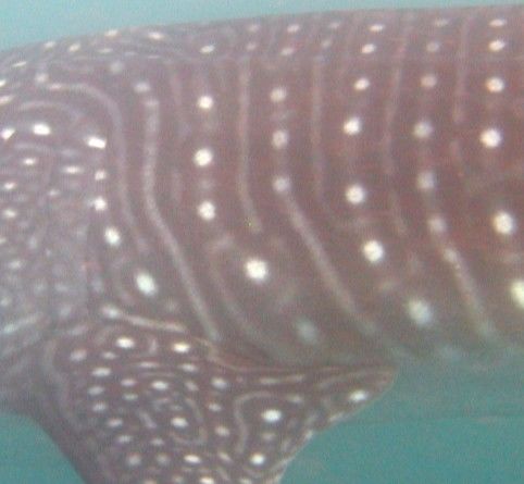 98284499-0538-4a30-bd21-ac957a234dcf