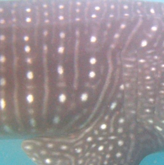 98284499-0538-4a30-bd21-ac957a234dcf