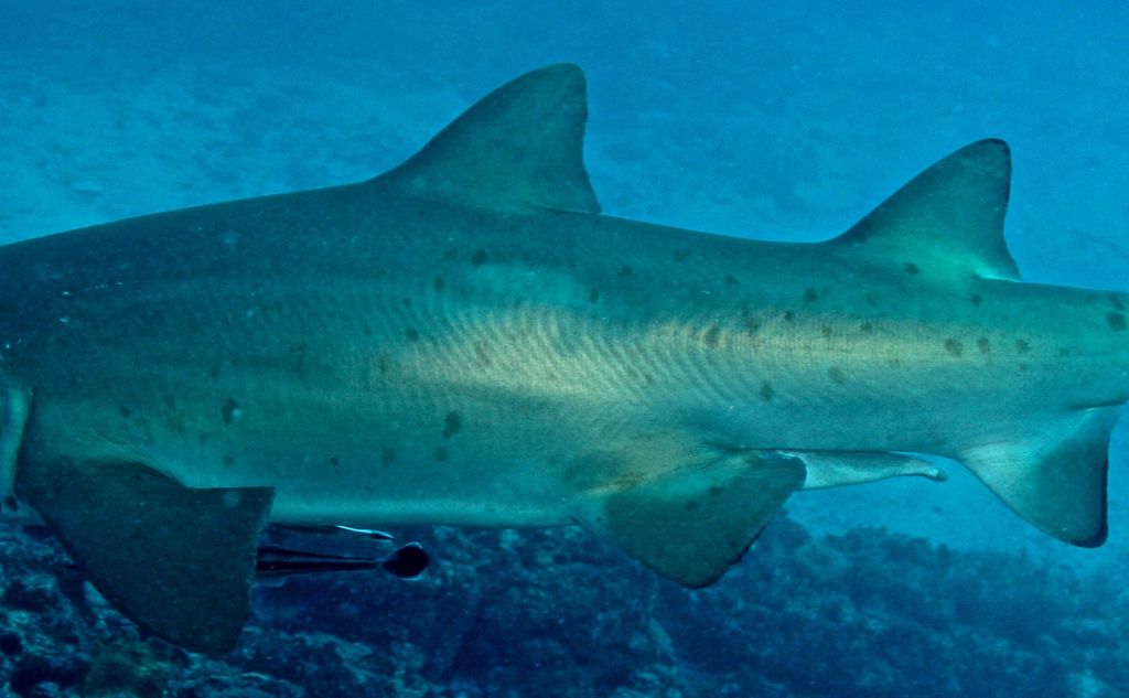 c182e29a-f648-4e34-8f0e-69f2e00a3cd0