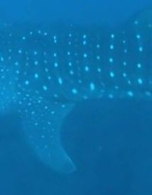 e5d2da84-677d-42bc-9999-a94581a8de1f