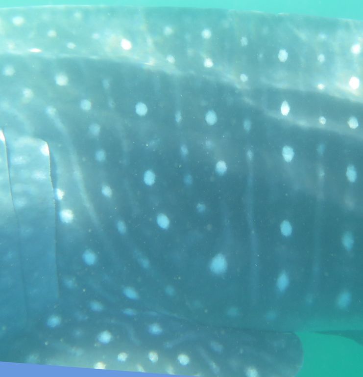 bc3e78d7-3824-4e50-8bbd-54eea9659128