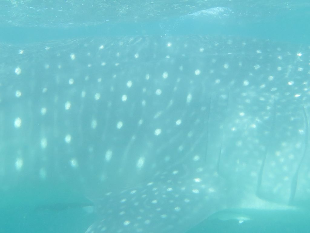 bc3e78d7-3824-4e50-8bbd-54eea9659128