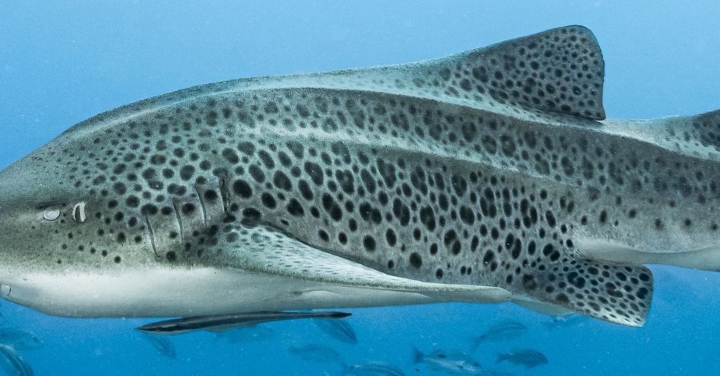 25ef7f97-55b6-4746-817e-0def0c0737d9