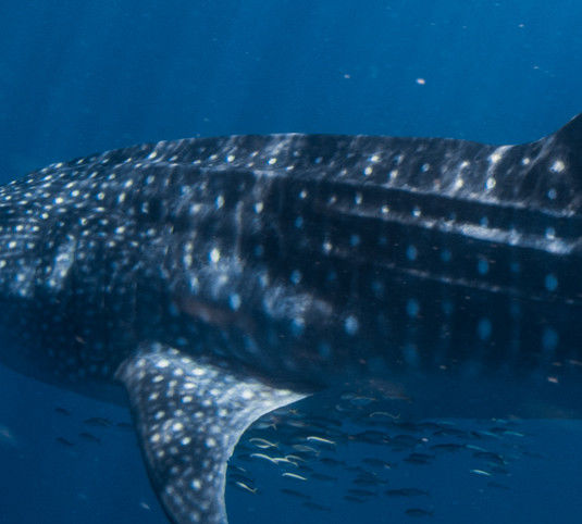 386bad3f-0fa1-4748-9ffc-c75b404a79bb