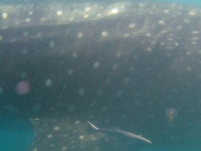 004f24f1-4ff1-46d9-991c-b6796041943c