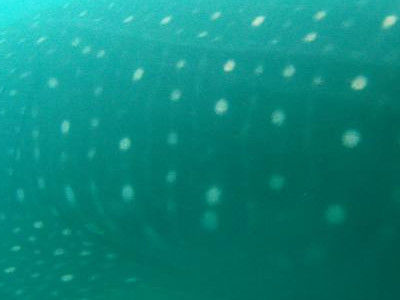 004f24f1-4ff1-46d9-991c-b6796041943c