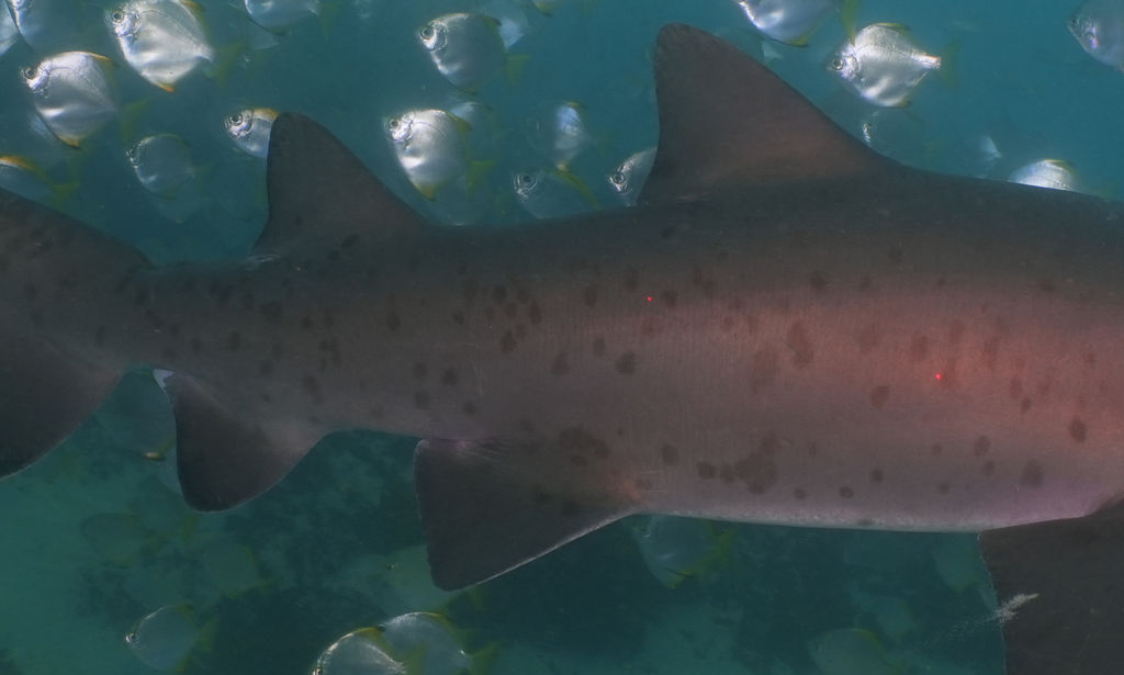 fda88a81-2f00-4a53-a5e1-08662867880a