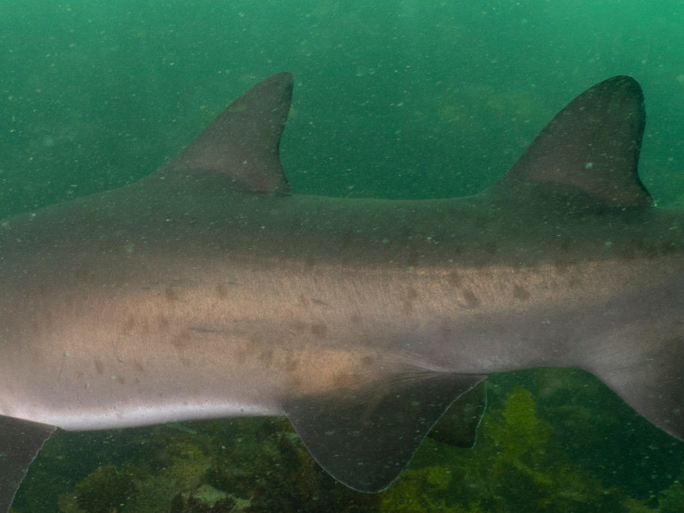 c5441c8a-382e-4889-a630-faa076ba36b2