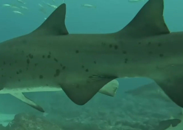 cdade344-f59d-4770-a4a8-623b639dab3f