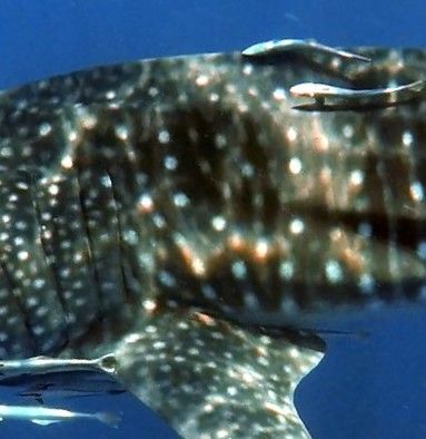 0b4caac4-be6b-4885-93d1-d09176d38785