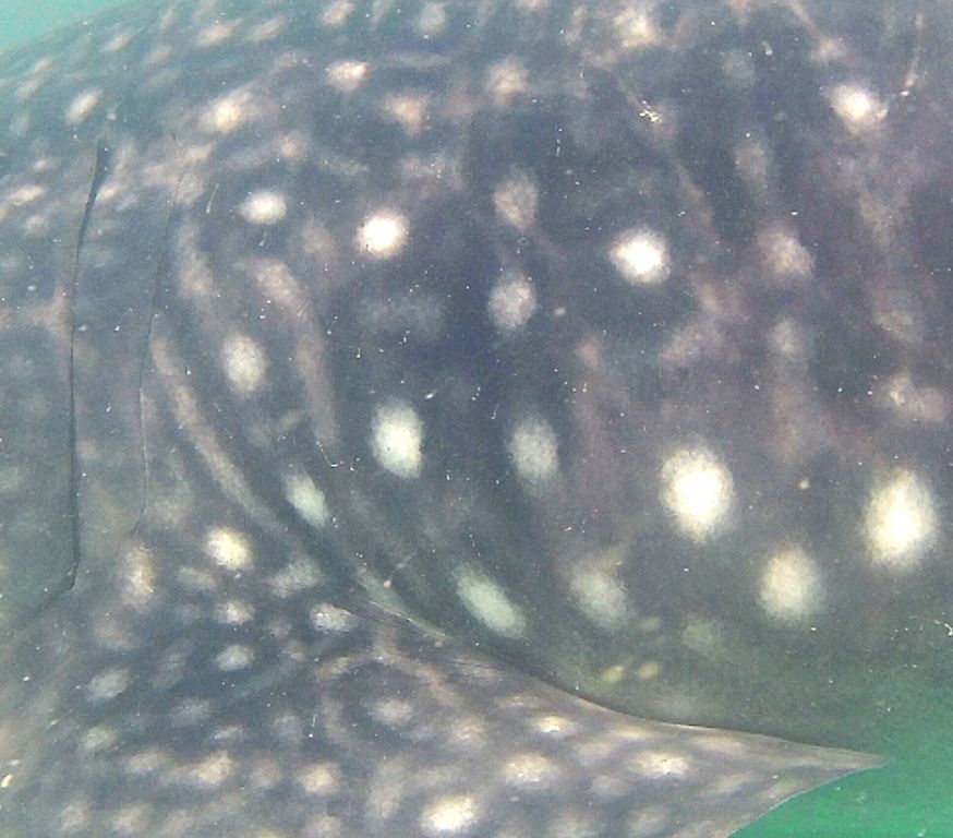 cef08097-db55-4666-983a-bf08861a693a