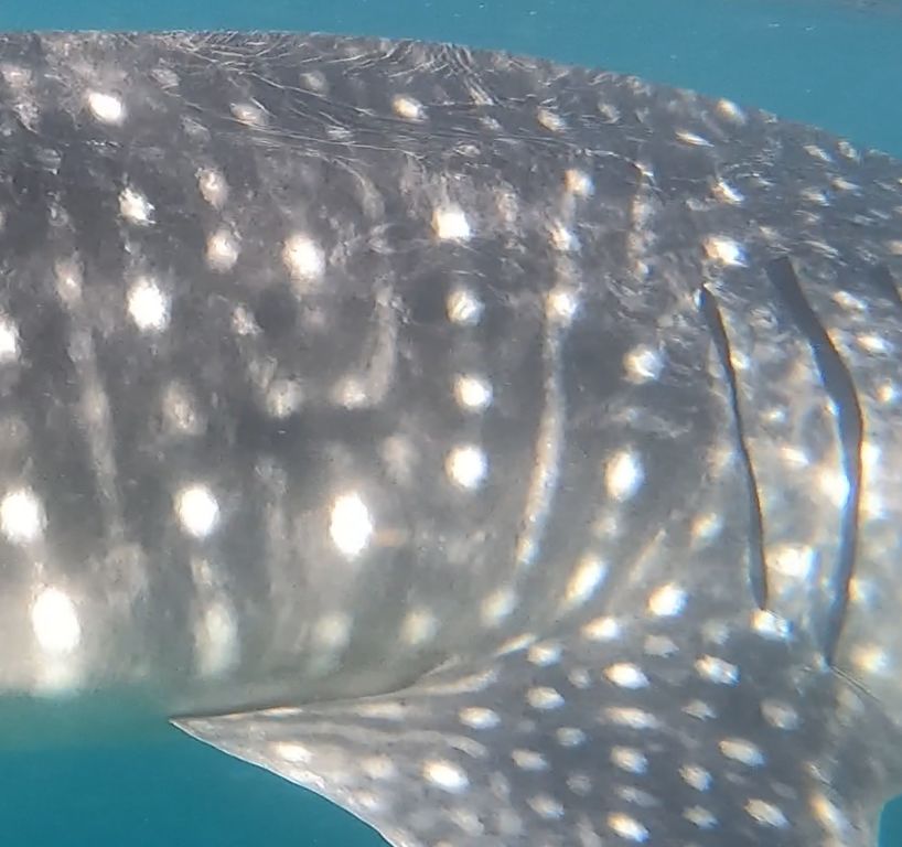 dc61db6b-2672-475c-8f27-1cb8cd8d232e