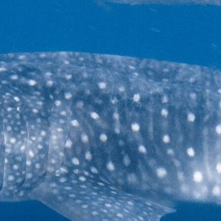 ba11638a-c3f3-4839-af5c-4b286a99f968