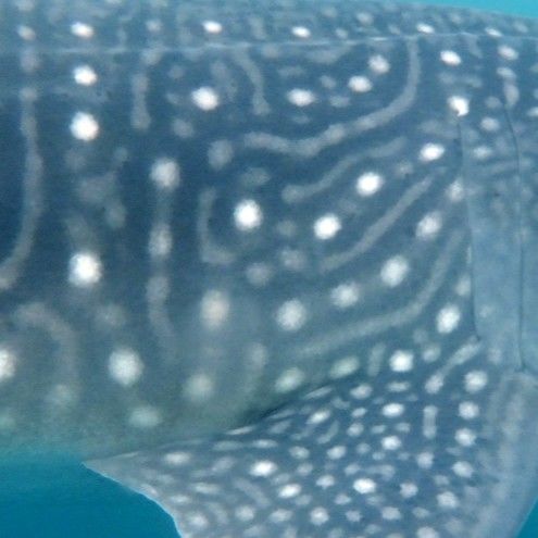 155138aa-15f2-46a4-9d20-0165604d92ca