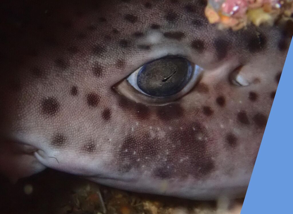 0313b90d-d1ef-46a2-8aca-804cb8fd5d96