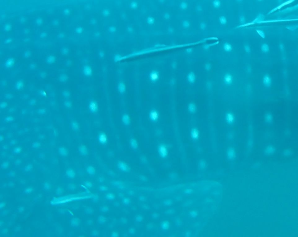 c6a56980-6fda-482b-b636-c7695095f0e7