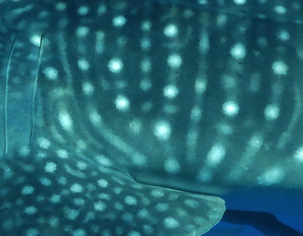 99c29179-a2e5-49f5-b51e-1e4893f09ccd