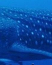 2614b9ed-18c3-440a-8d94-0aa50cb69ede