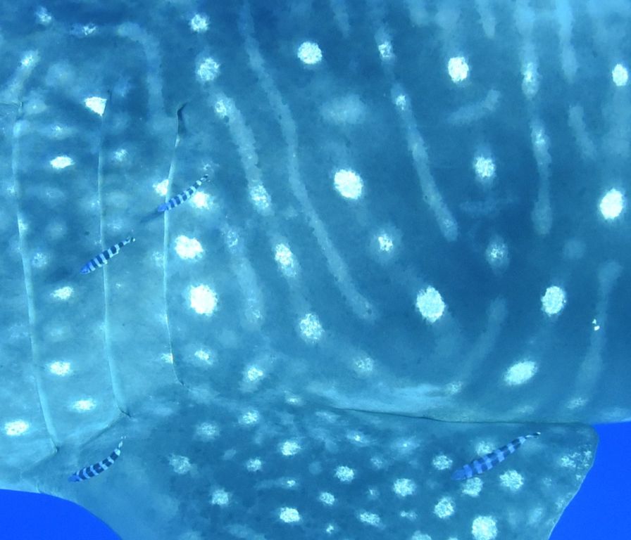 9d1f65a1-9bff-438e-bf9f-b37fb87f03ff