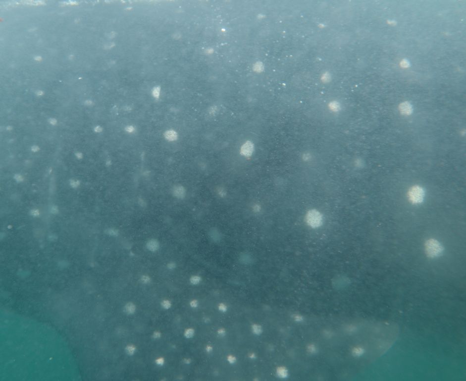 739b0b1a-734b-49b0-8d68-40eaf23e3a12