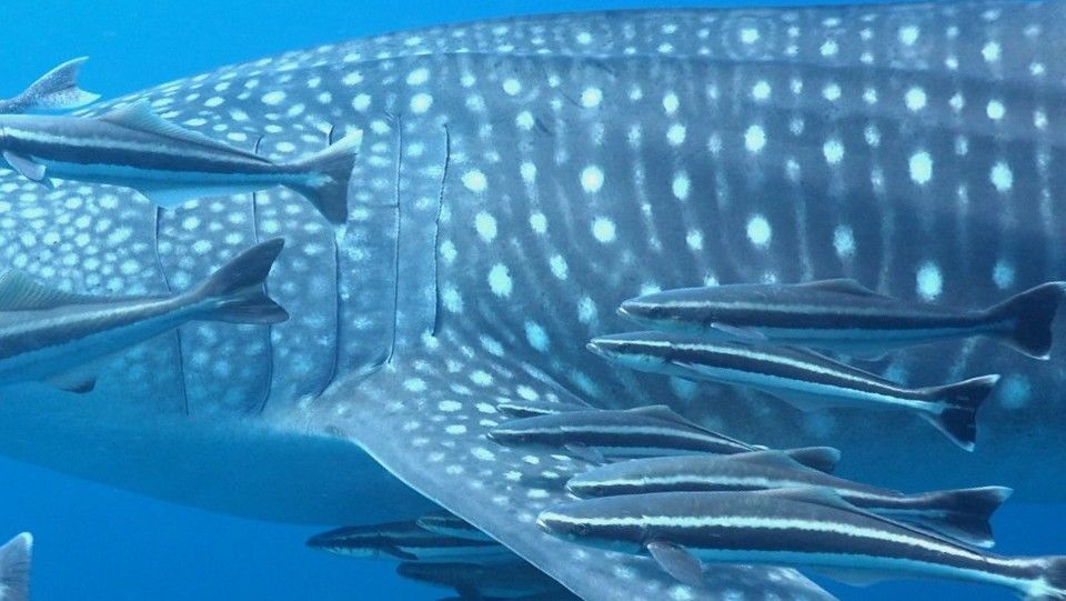 1068864d-bbc8-40bd-b023-3aaf3e9ba58d