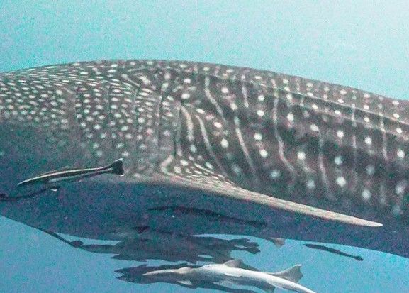 34f57e62-be8e-4110-9ea6-833b5c95953a