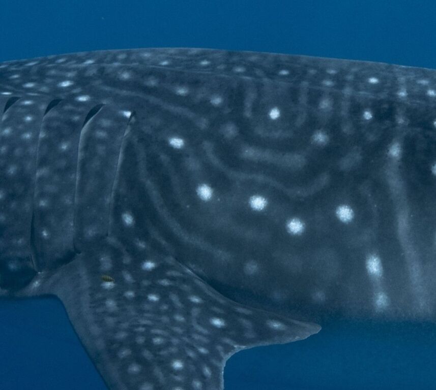 70aff883-043a-4cd5-b169-663aef74ba69