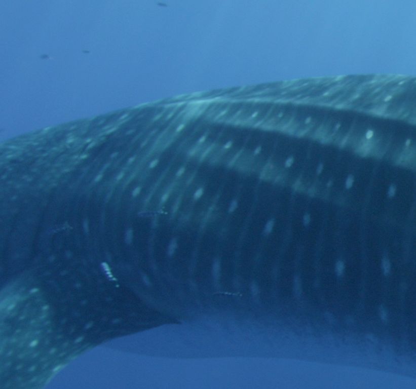 0e1266b7-e038-401f-9b2e-c1f5cba34bb8