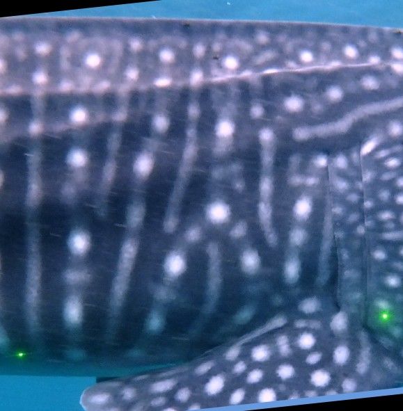 036a527c-9322-4486-9242-0f2e673d24f8