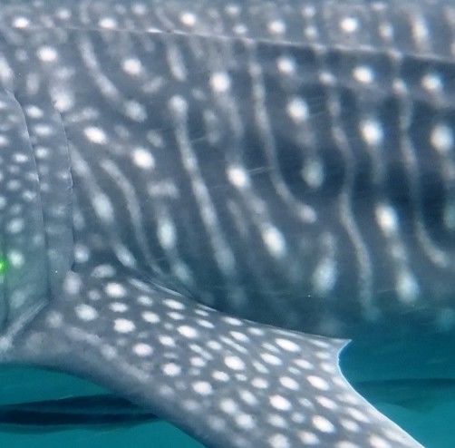 036a527c-9322-4486-9242-0f2e673d24f8