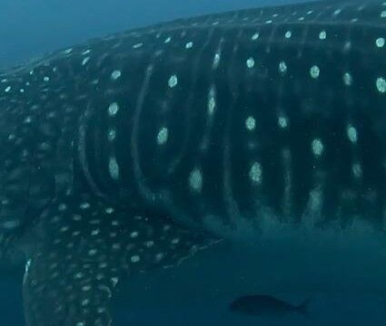 e55fb8e6-c34d-4c2c-a2b7-ffdd2e90859d