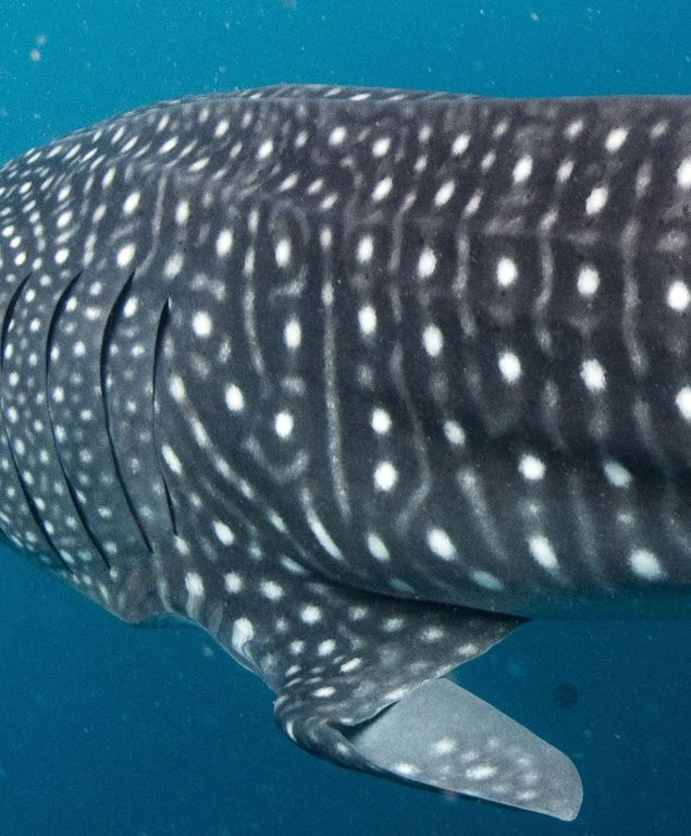 8cca526a-31f5-4d4c-aeaa-1c24ea53993d